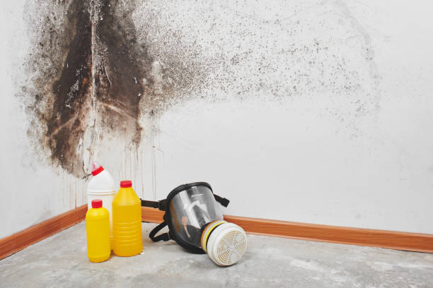 Best Certified Mold Removal  in Johnstown, CO