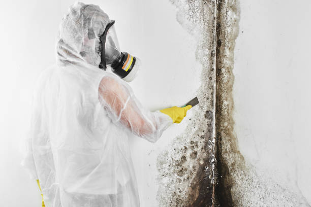 Mold Removal and Inspection in Johnstown, CO