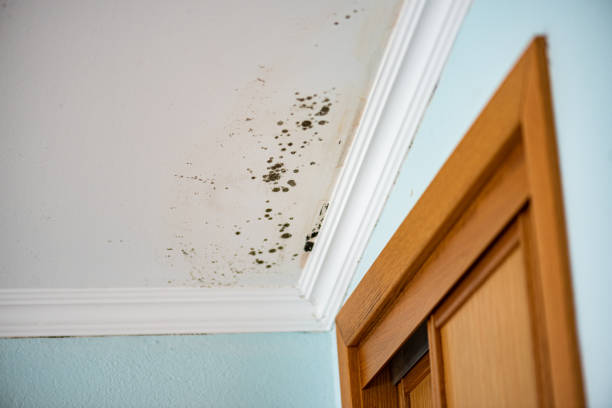 Best Professional Mold Removal  in Johnstown, CO