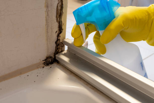 Reliable Johnstown, CO Mold Removal Solutions