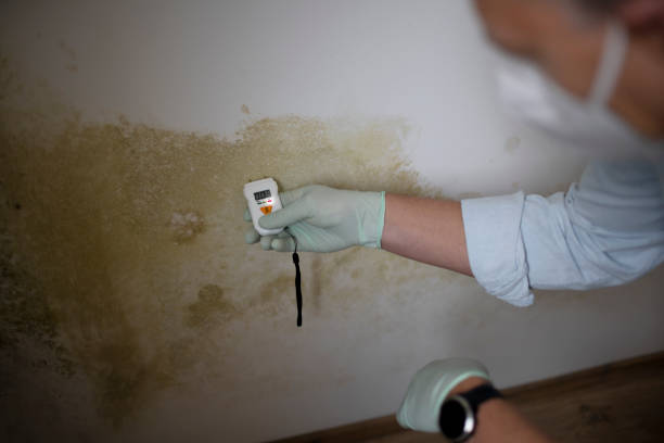 Best Mold Remediation  in Johnstown, CO