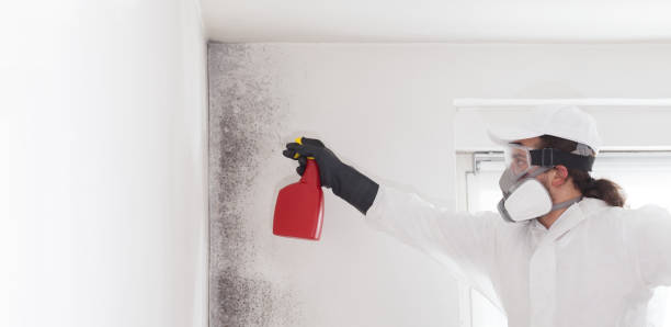 Best Mold Damage Repair  in Johnstown, CO