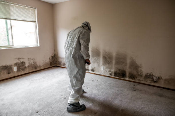 Best Emergency Mold Removal  in Johnstown, CO