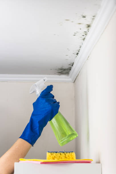 Best Black Mold Removal  in Johnstown, CO