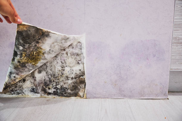 Best Attic Mold Removal  in Johnstown, CO